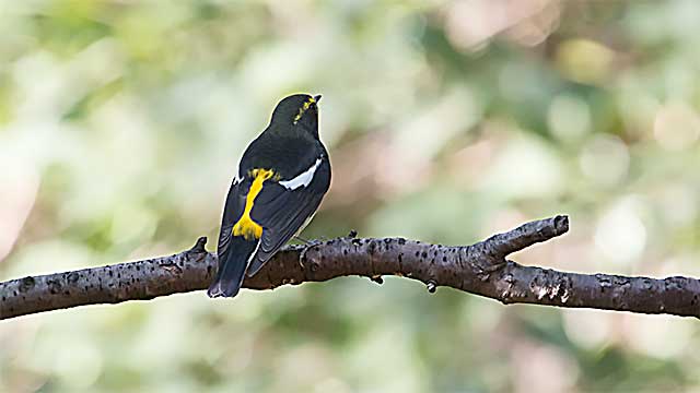 権現山の野鳥・2014秋